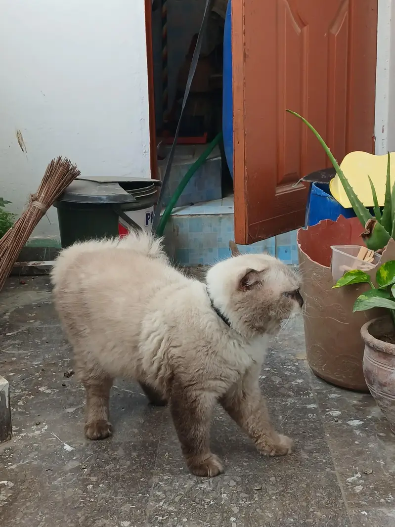 Himalayan Male Cat — photo 5