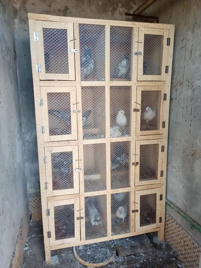 pigeon cage