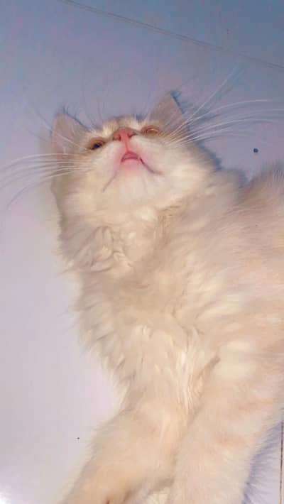 Male persian kitten