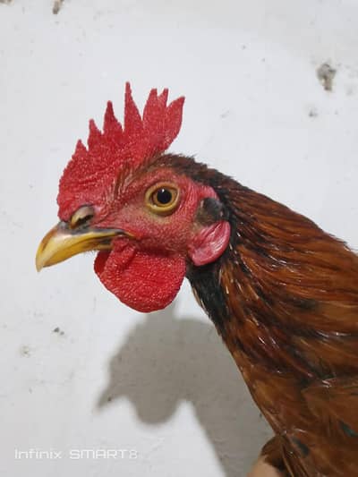 desi bengum murga for sale breeder