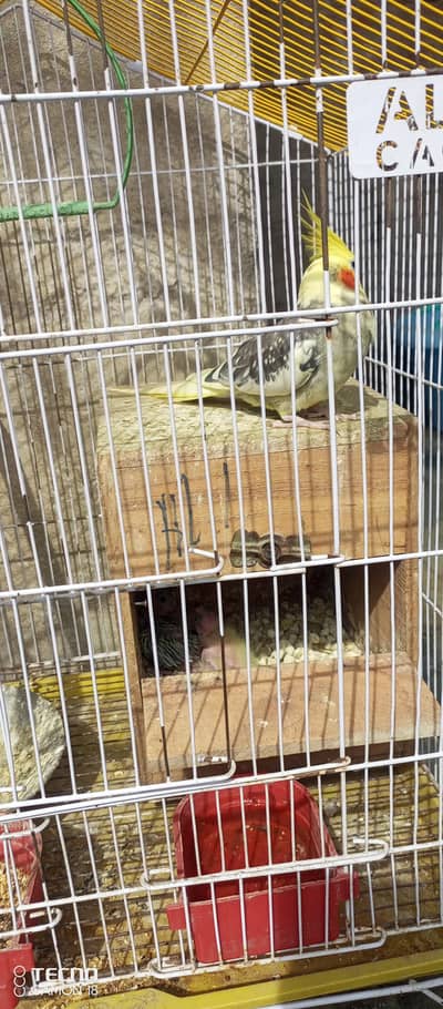 Beautiful and Breeder birds