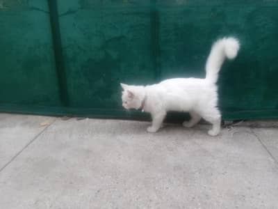 White Persian cat