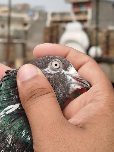 Pigeon