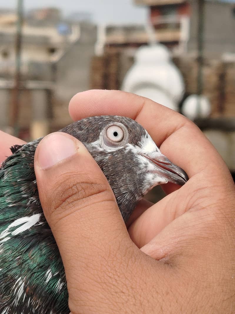 Pigeon 0