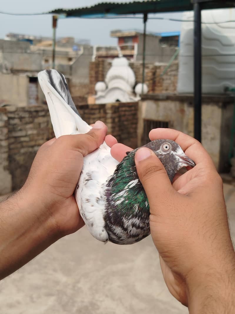 Pigeon 1