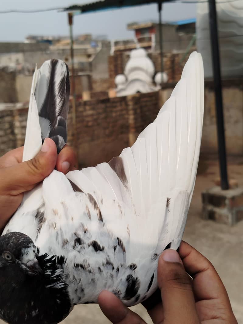 Pigeon 2