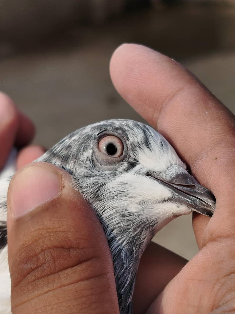Pigeon 3