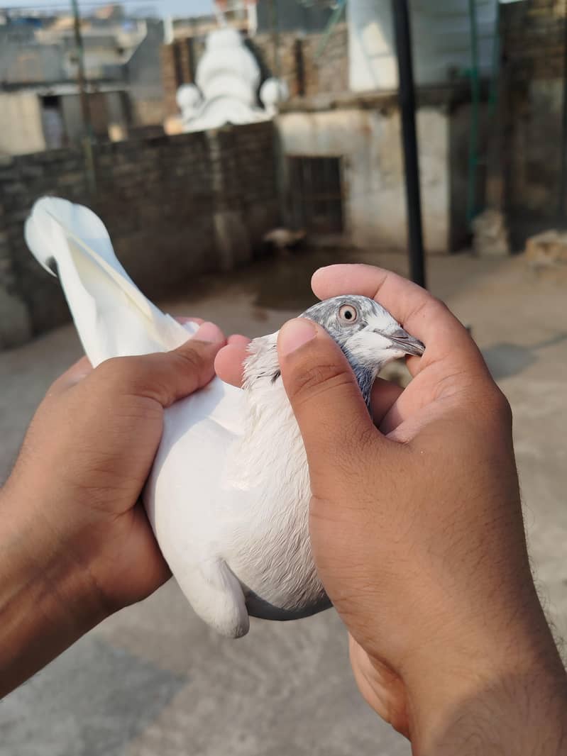 Pigeon 4