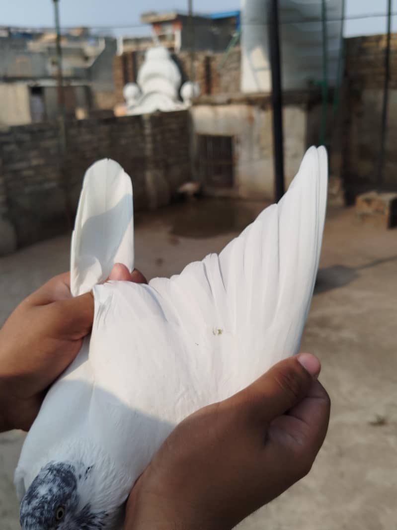 Pigeon 5