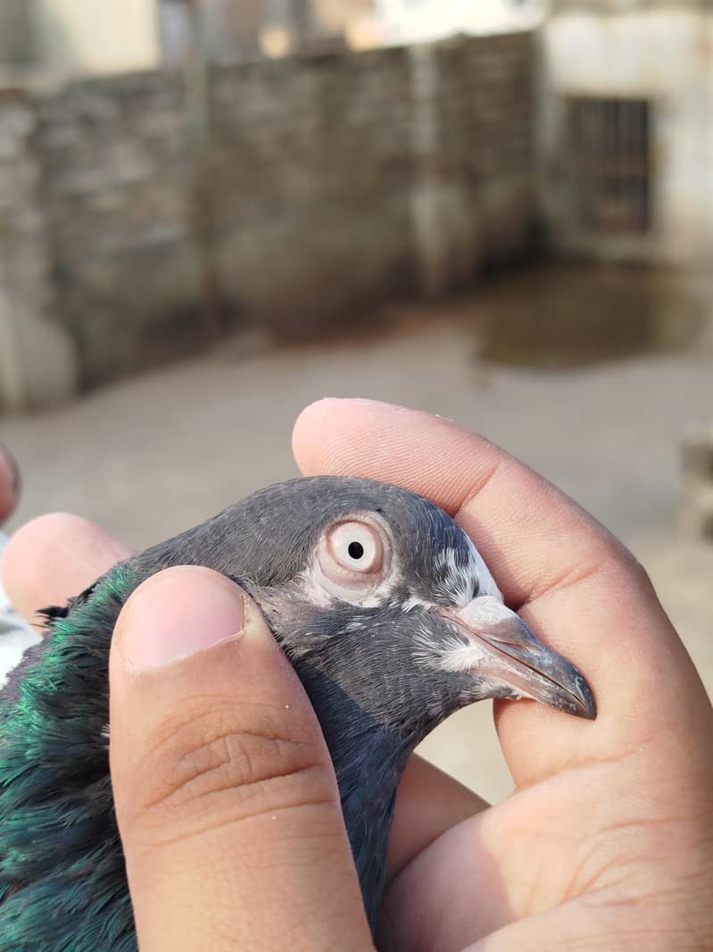 Pigeon 6