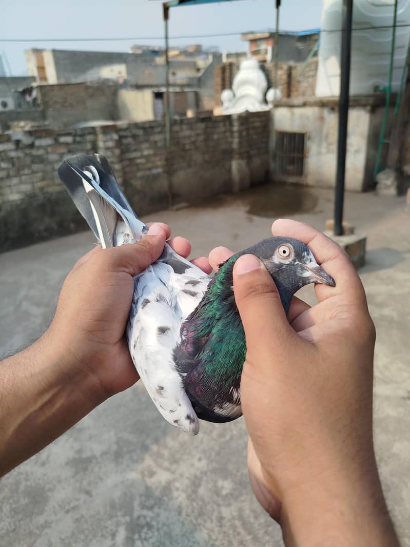 Pigeon 7