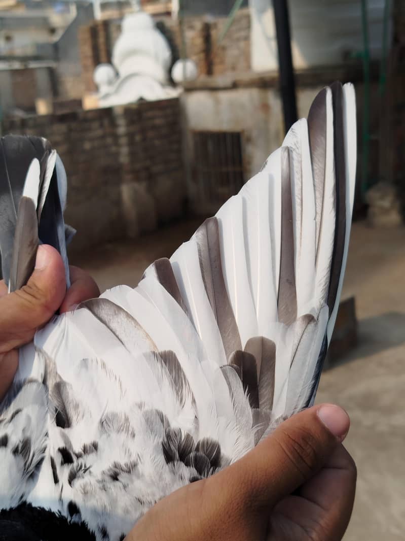 Pigeon 8