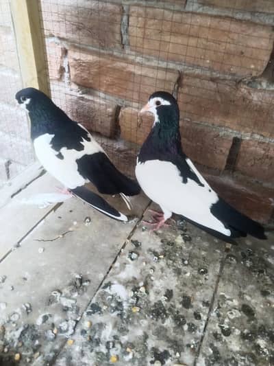 Sabz khaal Breader pair