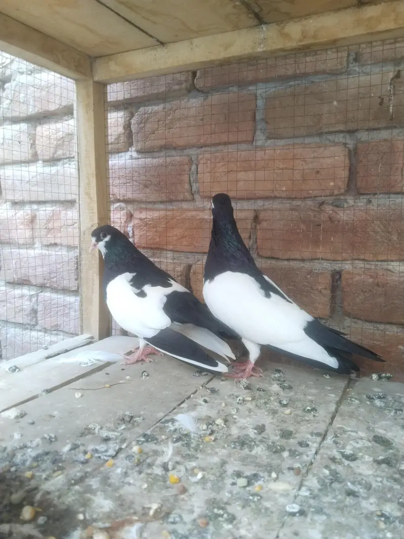 Sabz khaal Breader pair — photo 2