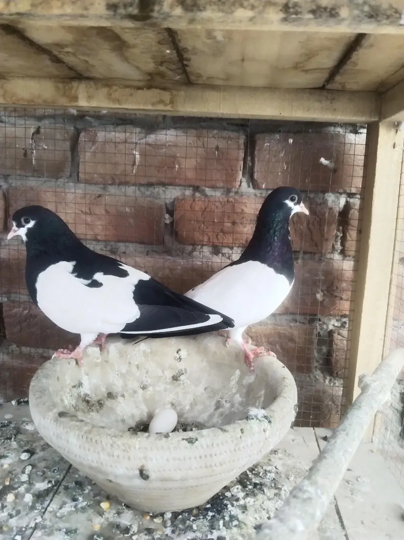Sabz khaal Breader pair — photo 3