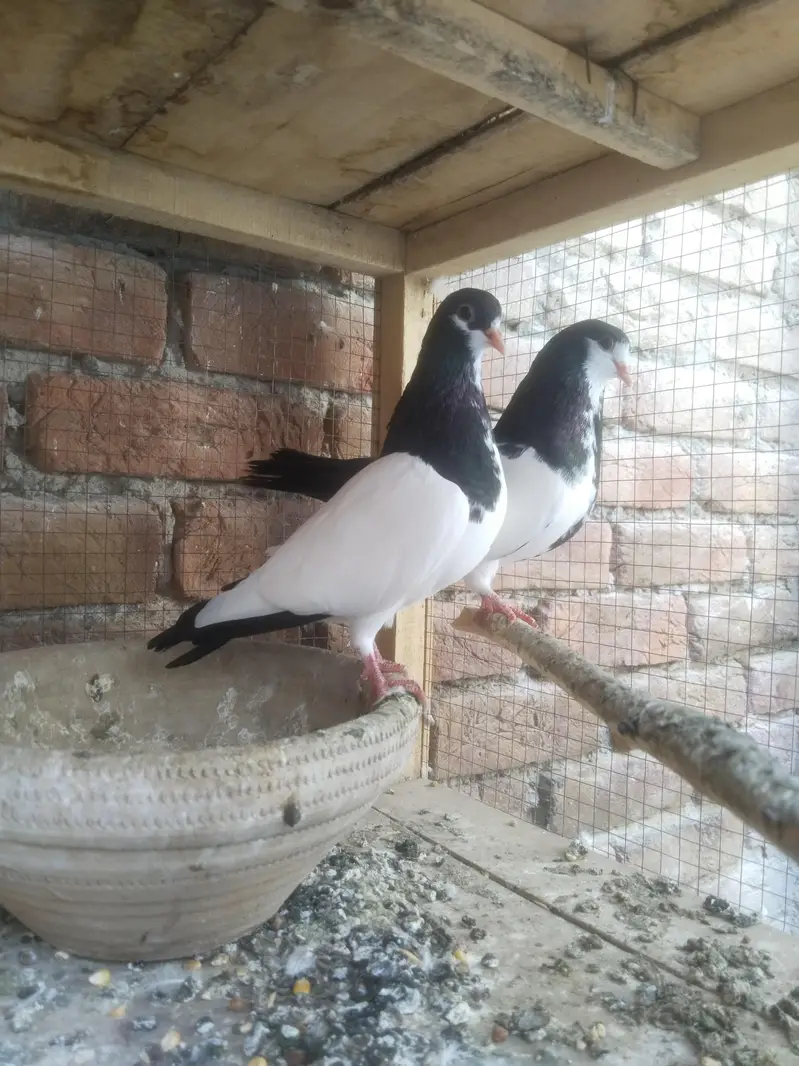 Sabz khaal Breader pair — photo 5
