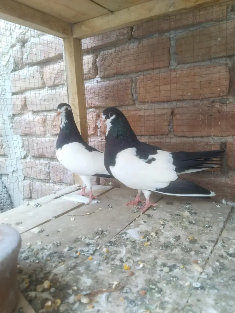 Sabz khaal Breader pair — photo 6