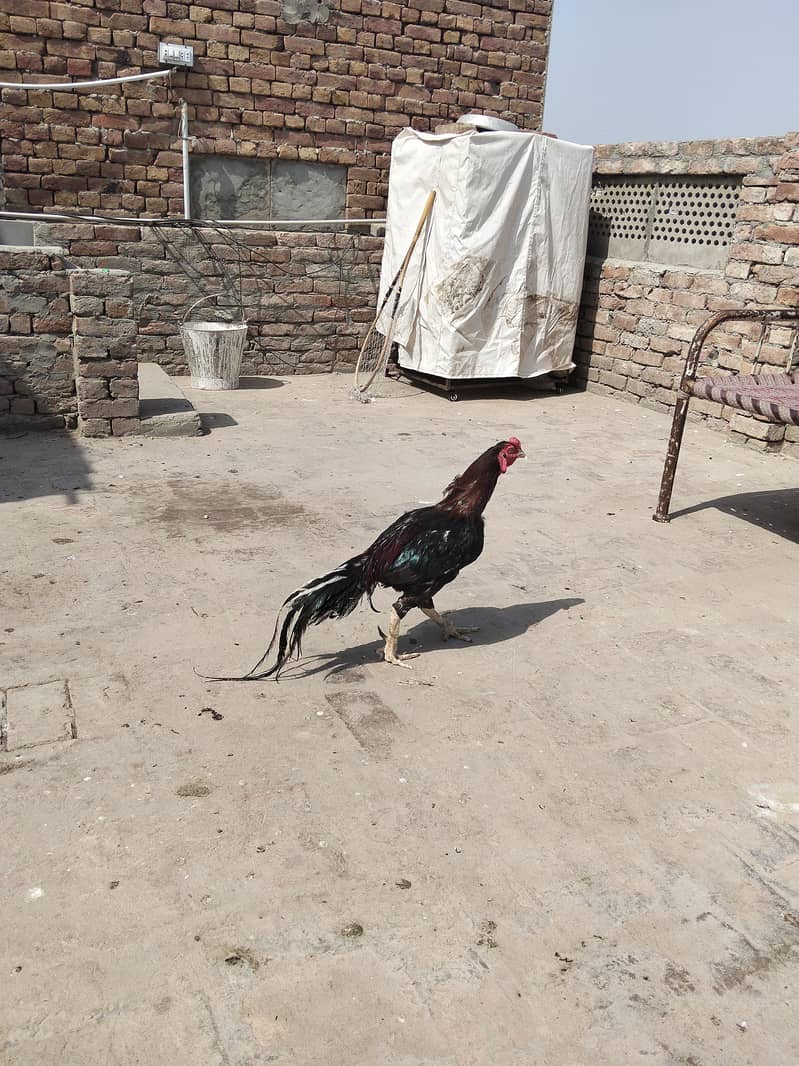Aseel murga Ghar ki bread 0