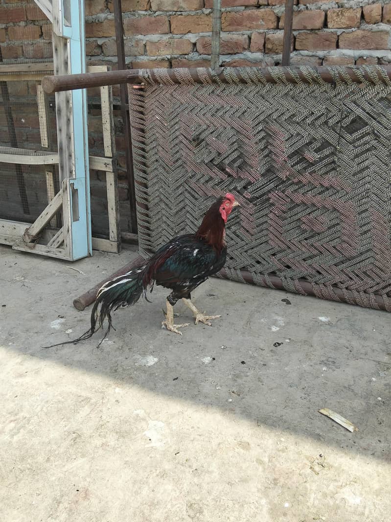 Aseel murga Ghar ki bread 2