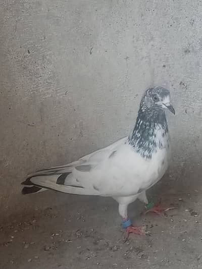 for sale Whatsapp 03125000521