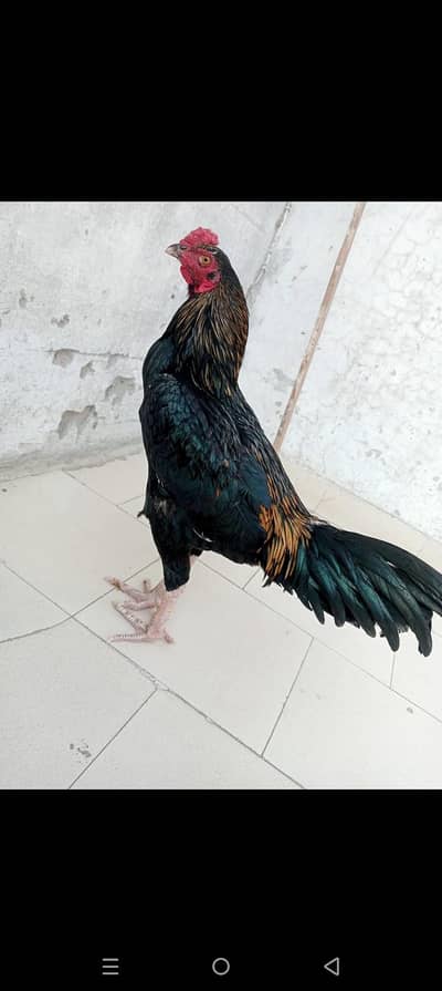 Aseel murga