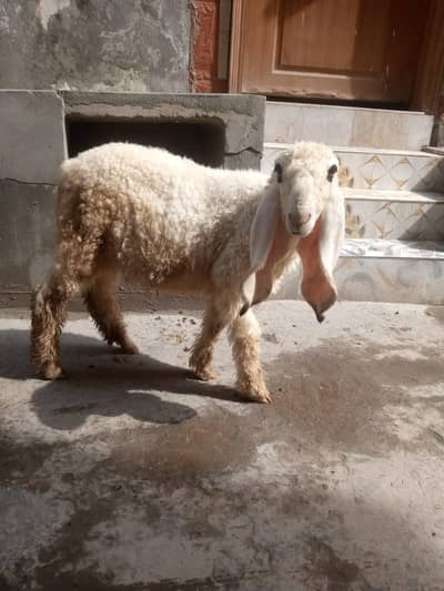 For Sale Kajla Chatra