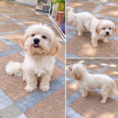 Shihtzu dog/ shihtzu puppy/ shihtzu toys breed/shihtzu male