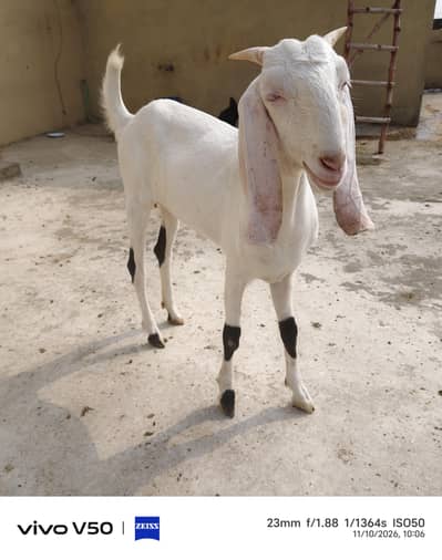 Rajan Puri Gulabi