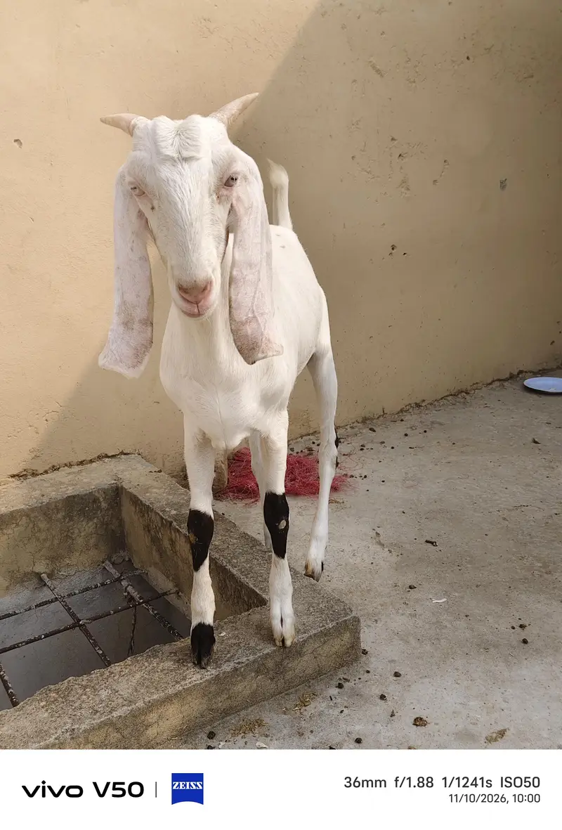 Rajan Puri Gulabi — photo 3