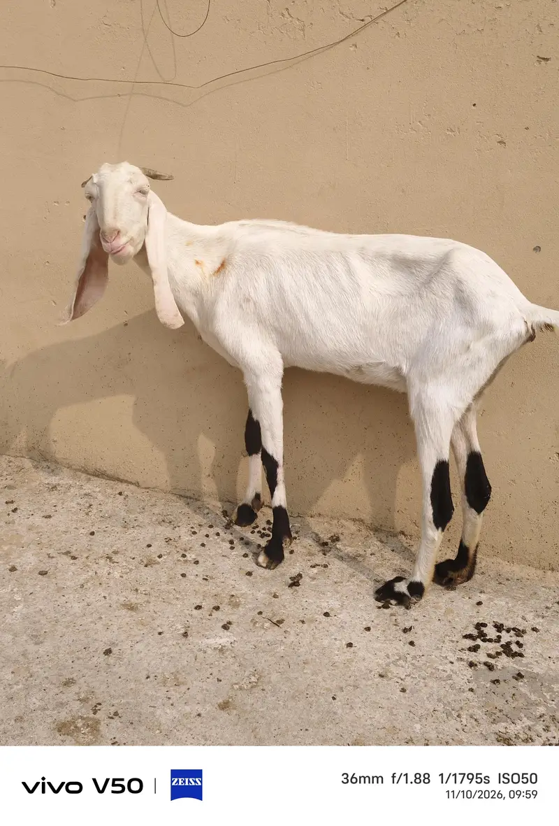 Rajan Puri Gulabi — photo 4