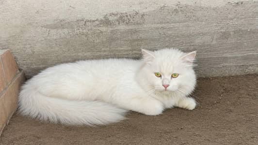 Beautiful White Doll-Face Persian Cat For Sale