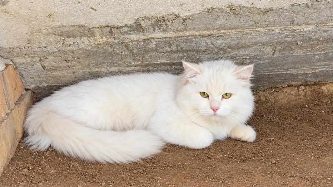 Beautiful White Doll-Face Persian Cat For Sale — photo 2