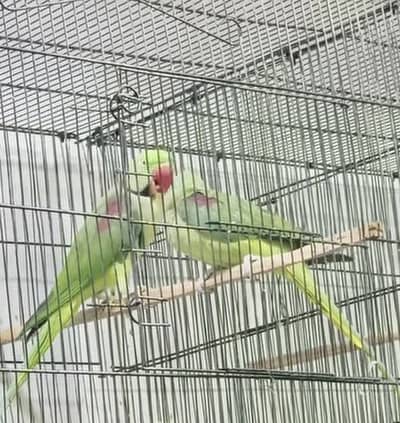 Raw Breeder Pair | Fully tame and talking Male