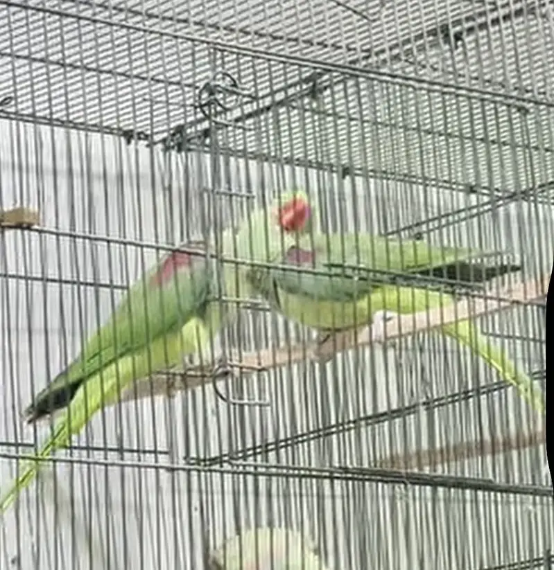 Raw Breeder Pair | Fully tame and talking Male — photo 2