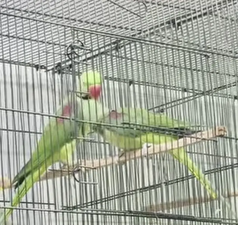 Raw Breeder Pair | Fully tame and talking Male — photo 3