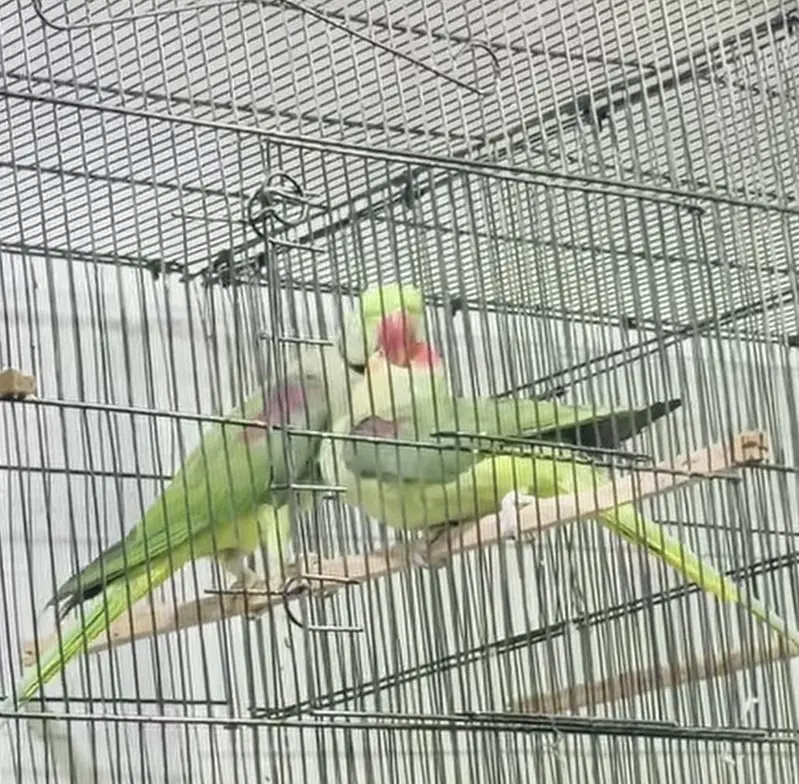 Raw Breeder Pair | Fully tame and talking Male — photo 4