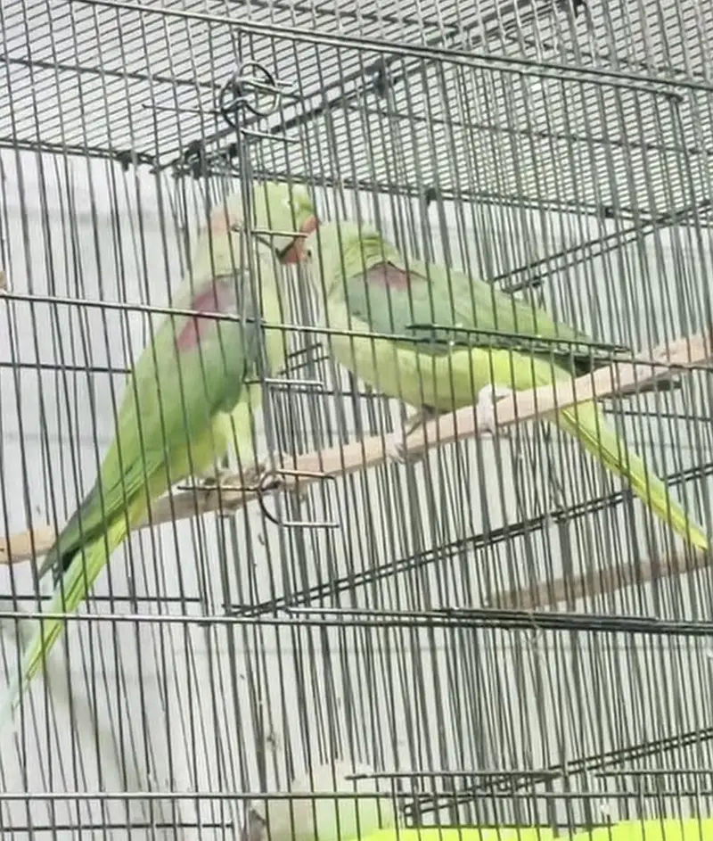 Raw Breeder Pair | Fully tame and talking Male — photo 5