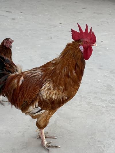 Healthy Rooster and Hen pair
