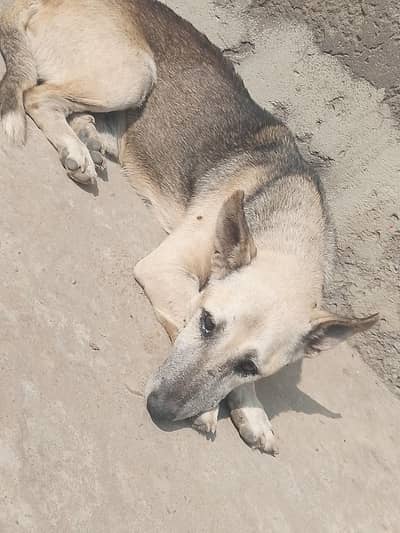 dog for sale