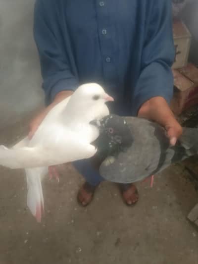 Pigeons pair for sale  white sherazi Madi black tedy cros nar