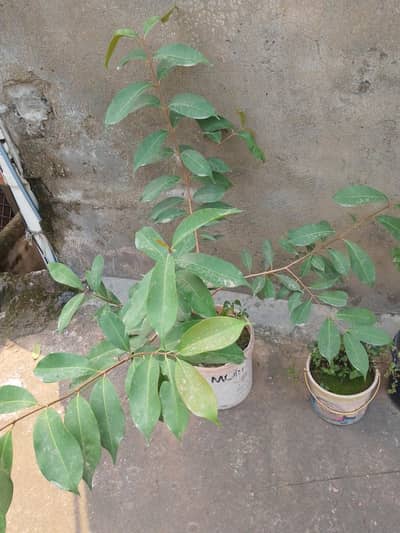 jaman ka poda
