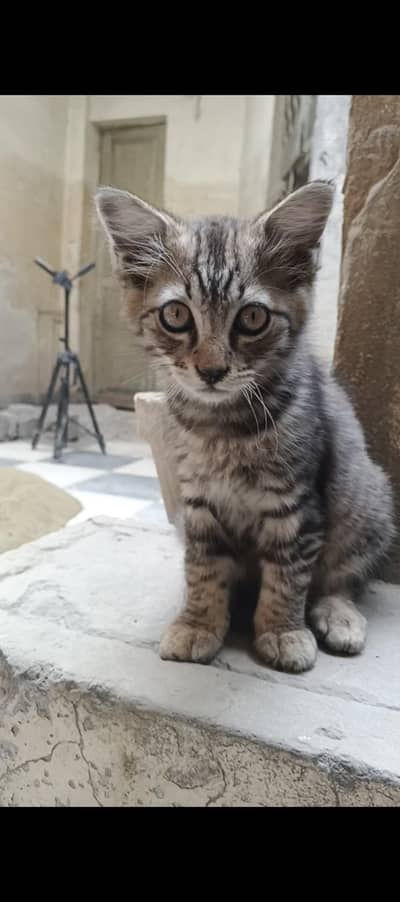 short hair kitten