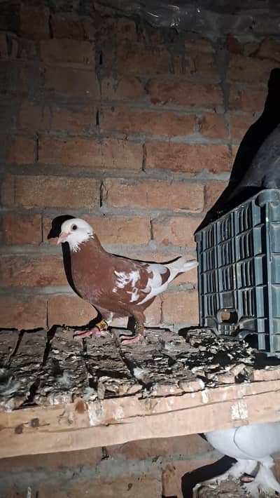 Lathy kabotar for sale
