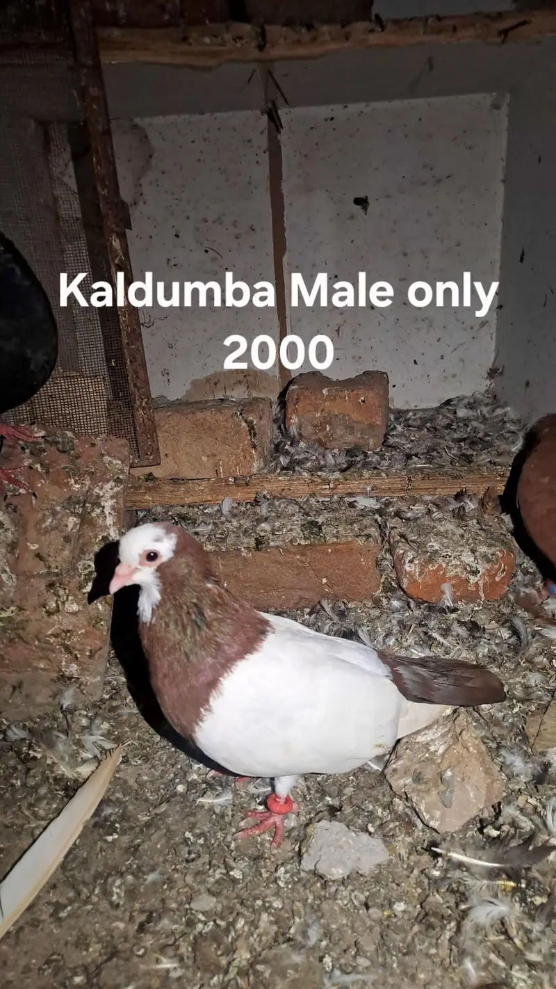 Lathy kabotar for sale — photo 9