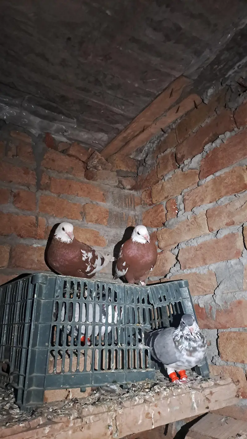 Lathy kabotar for sale — photo 12