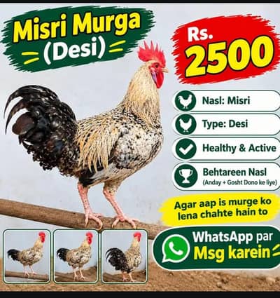 SALE. murga 03096196228