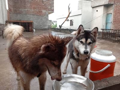 Siberian Husky male female pair