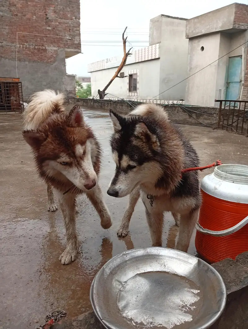 Siberian Husky male female pair — photo 2