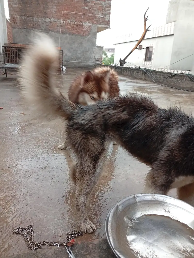 Siberian Husky male female pair — photo 3