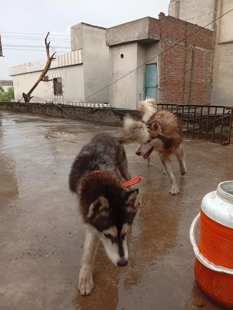 Siberian Husky male female pair — photo 4